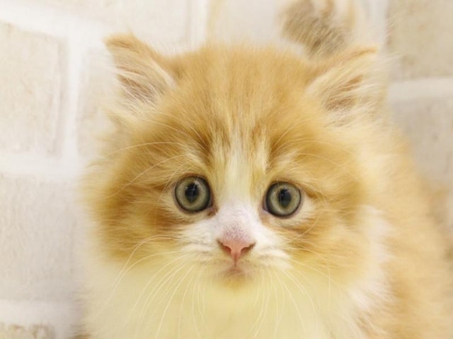 千葉県のマンチカン (ペッツワン幕張店/2024年3月17日生まれ/男の子/レッドタビーホワイト)の子猫
